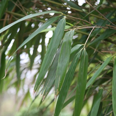 Pseudosasa Japonica | Arrow Bamboo