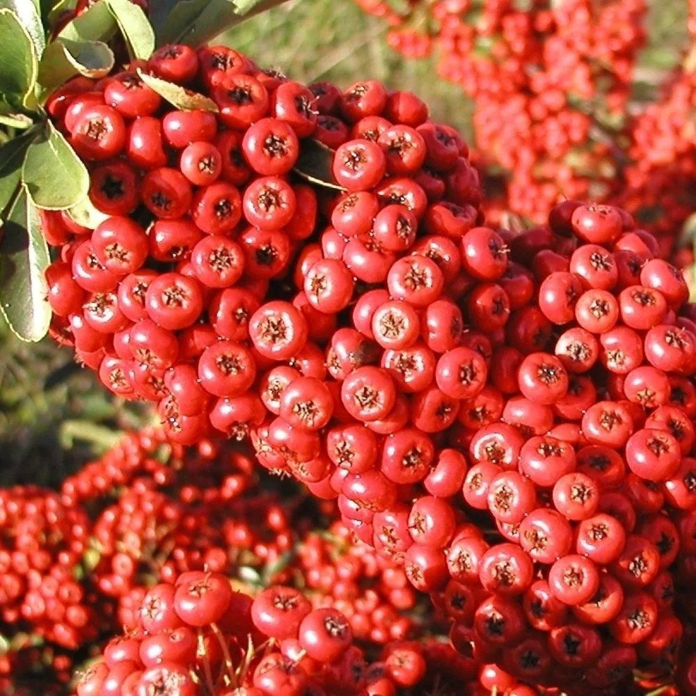 Pyracantha Saphyr Rouge | Firethorn