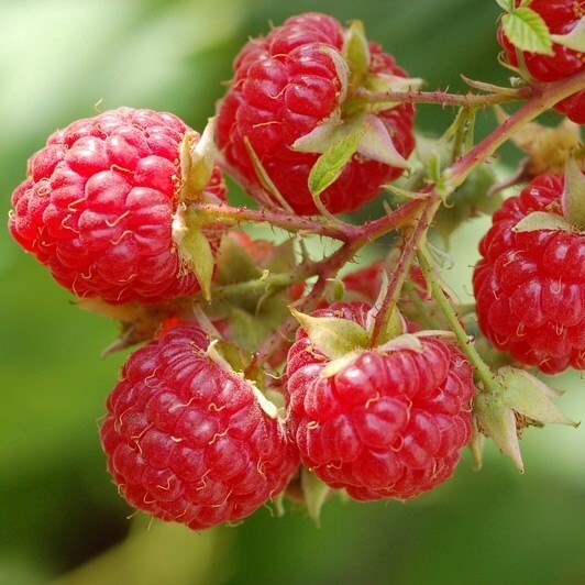 Raspberry Glen Ample | Summer Fruiting
