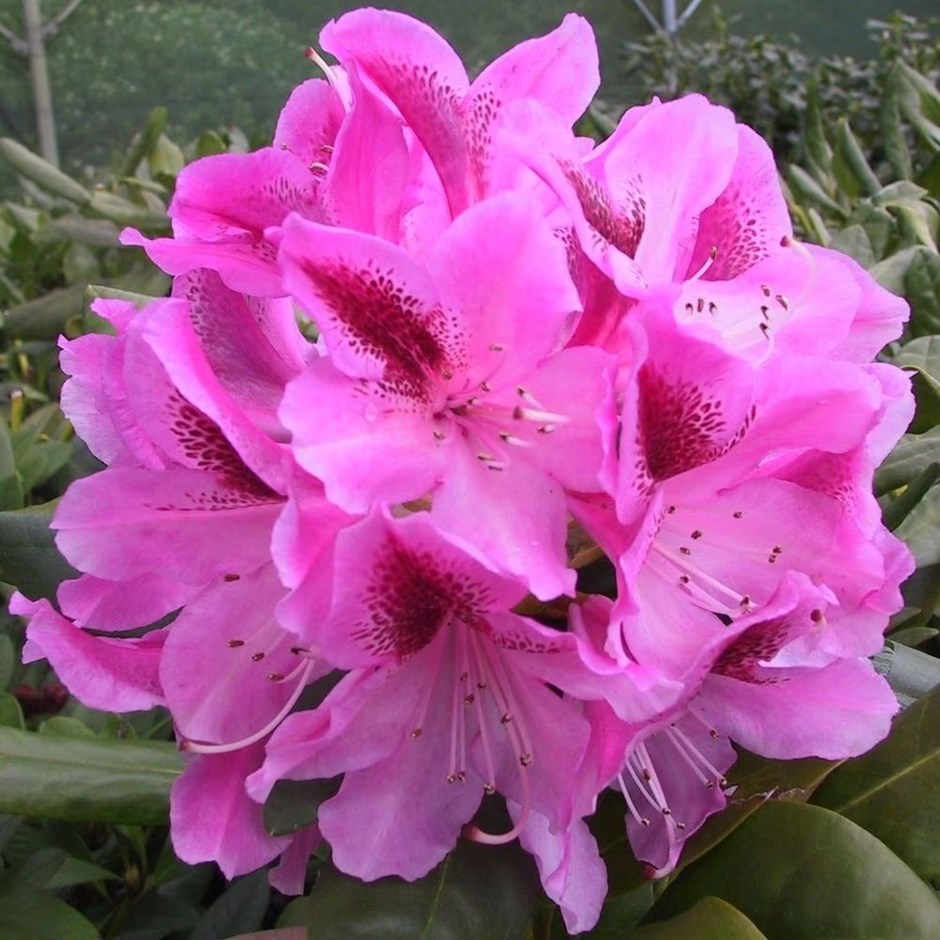 Rhododendron Cosmopolitan | Hybrid Rhododendron
