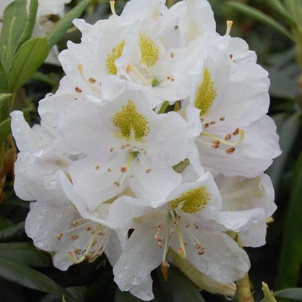 Rhododendron Madame Masson | Hybrid Rhododendron