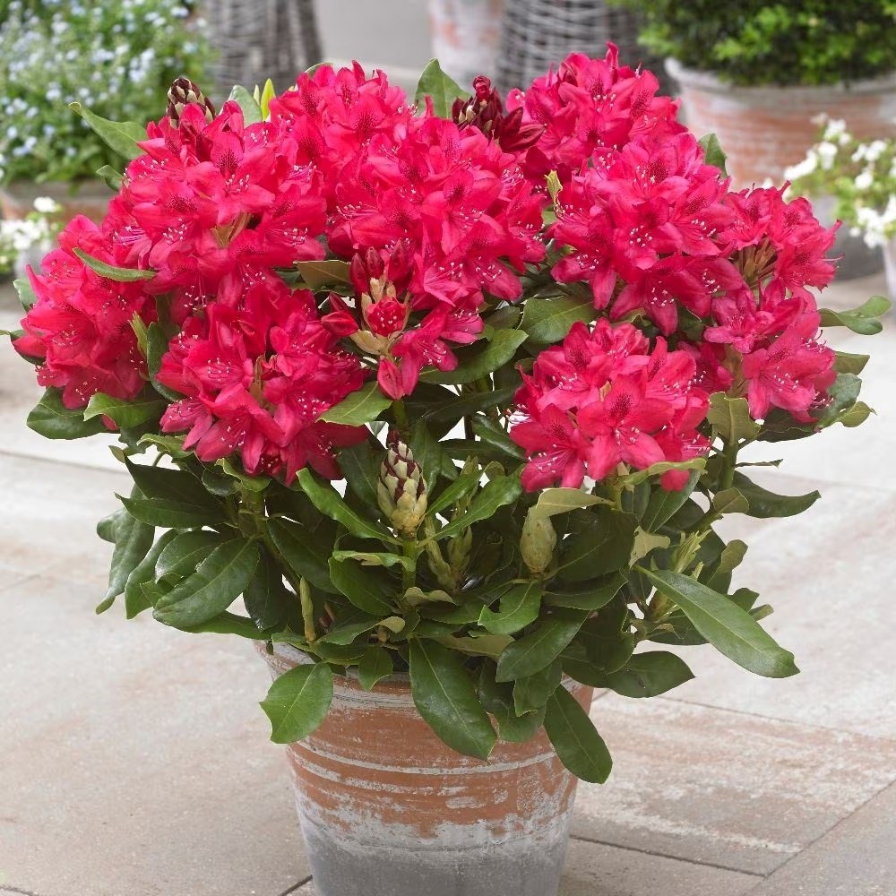 Rhododendron Nova Zembla | Hybrid Rhododendron