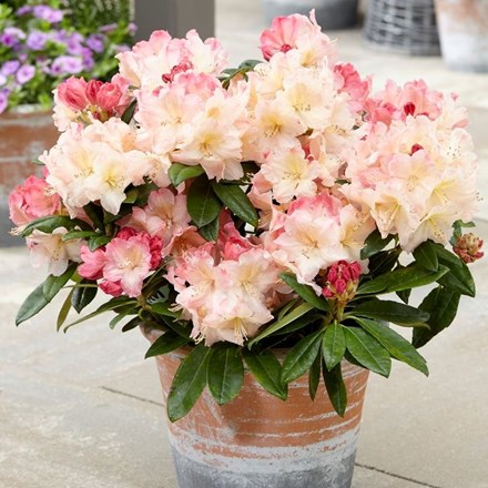 Rhododendron 'Percy Wiseman' | Yakushimanum Rhododendron