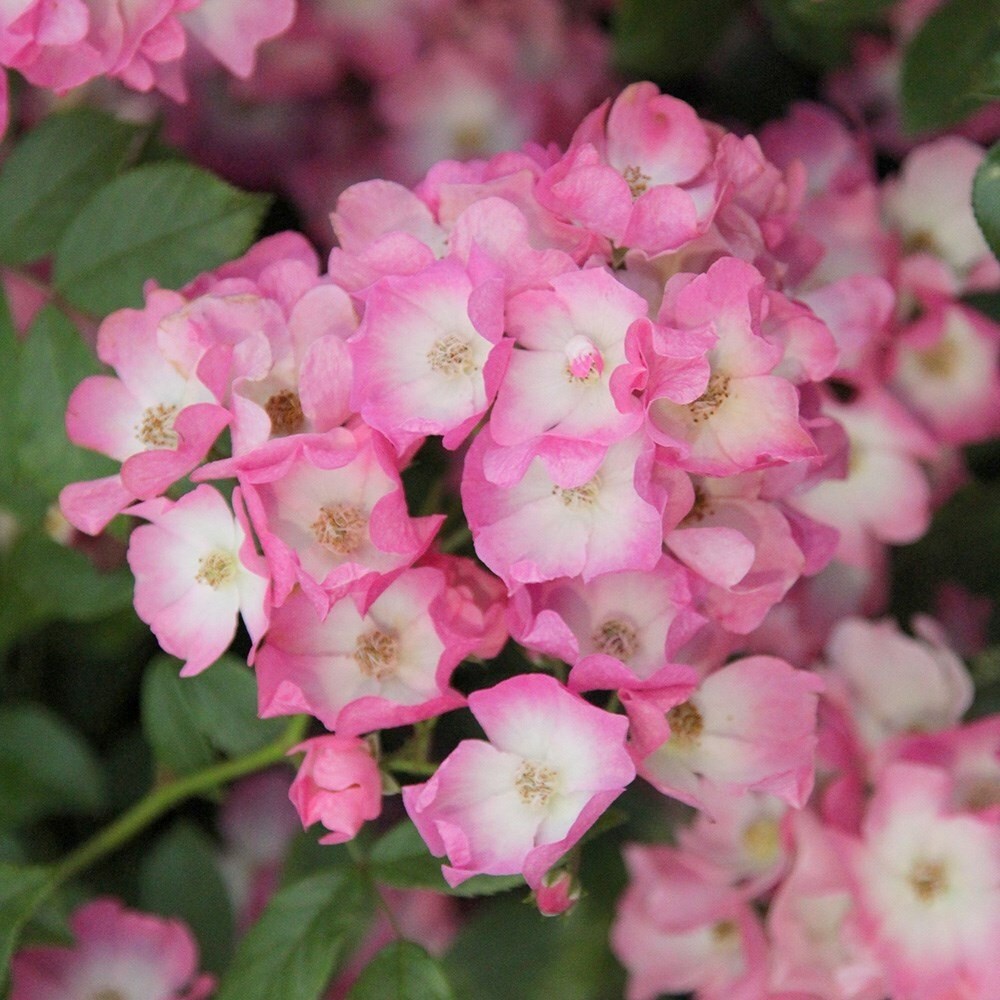 Rosa Ballerina | Polyantha Shrub Rose