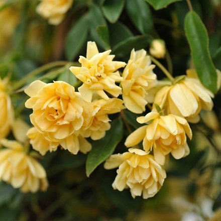 Rosa banksiae Lutea | Banksian Rambler Rose