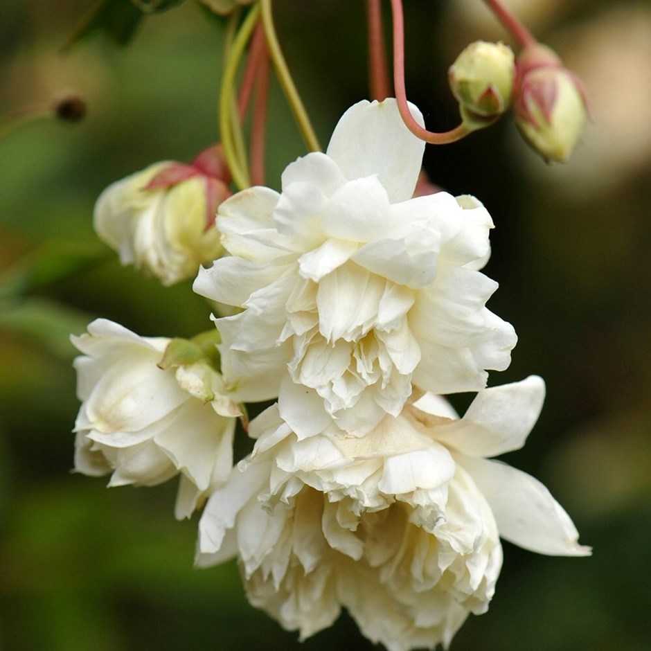 Rosa banksiae var. banksiae | White Banksian Rambler Rose