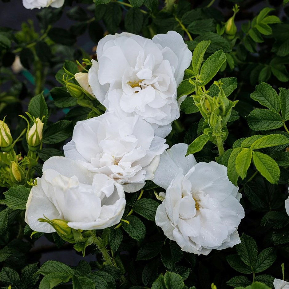 Rosa Blanc Double De Coubert | Rugosa Shrub Rose