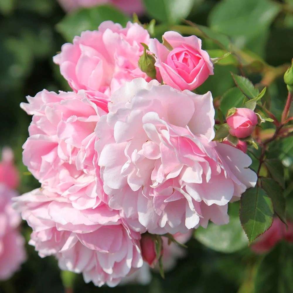 Rosa Bonica | Shrub Rose