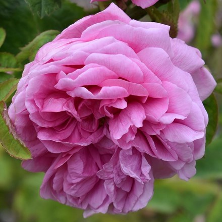 Rosa × centifolia Cristata | Shrub Rose (syn. Chapeau de Napoleon)