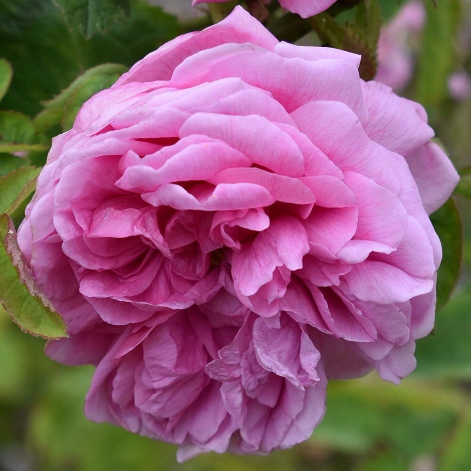 Rosa × centifolia Cristata | Shrub Rose (syn. Chapeau de Napoleon)
