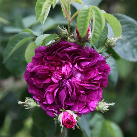 Rosa Charles De Mills | Gallica Bush Rose
