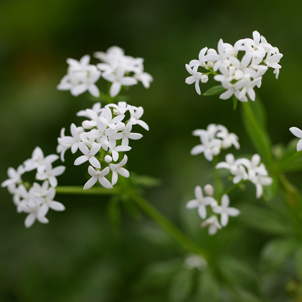 Galium Odoratum | Sweet Woodruff