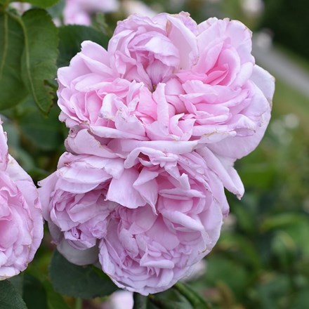 Rosa Fantin-Latour | Centifolia Hybrid Rose