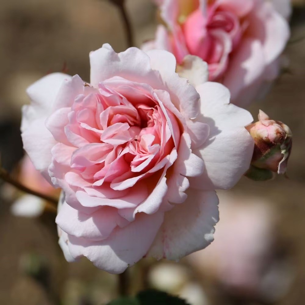 Rosa Felicia | Hybrid Musk Rose