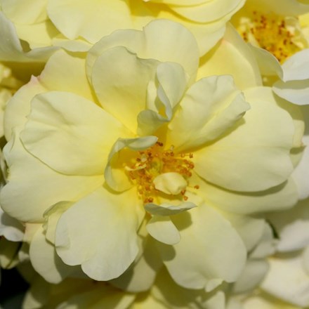 Rosa Flower Carpet Sunshine | Ground Cover Rose