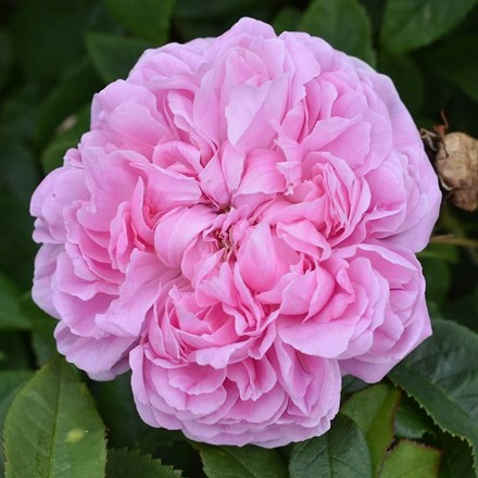 Rosa Marchesa Boccella | Portland Rose (syn. Jacques Cartier) |