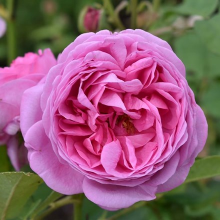 Rosa 'Louise Odier' | Bourbon Rose