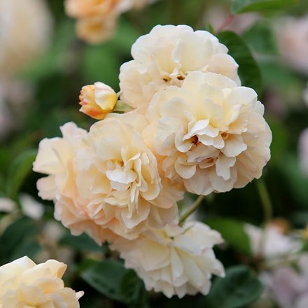 Rosa Buff Beauty | Hybrid Musk Rose