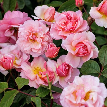 Rosa Cornelia | Hybrid Musk Rose
