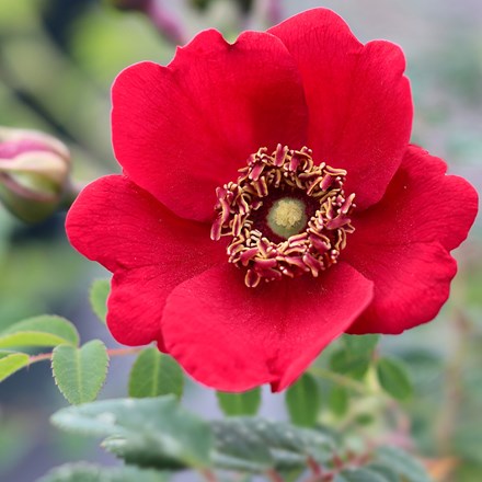 Rosa Geranium | Shrub Rose