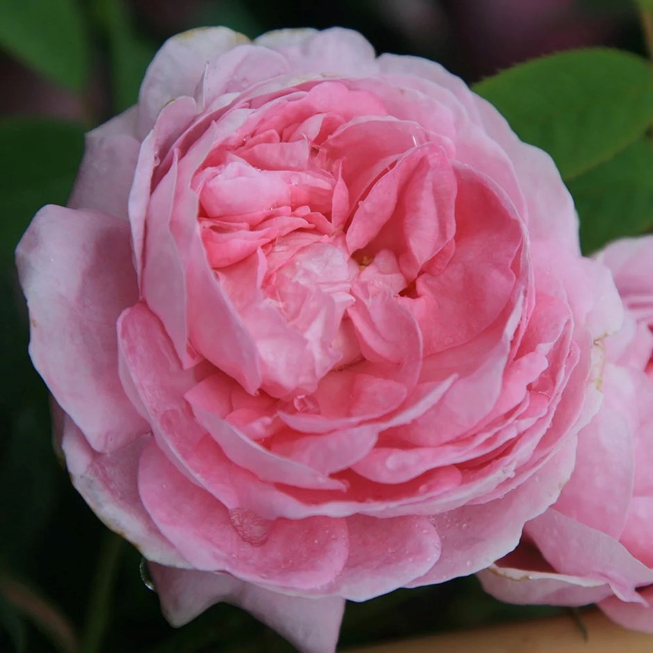 Rosa Queen of Denmark | Shrub Rose