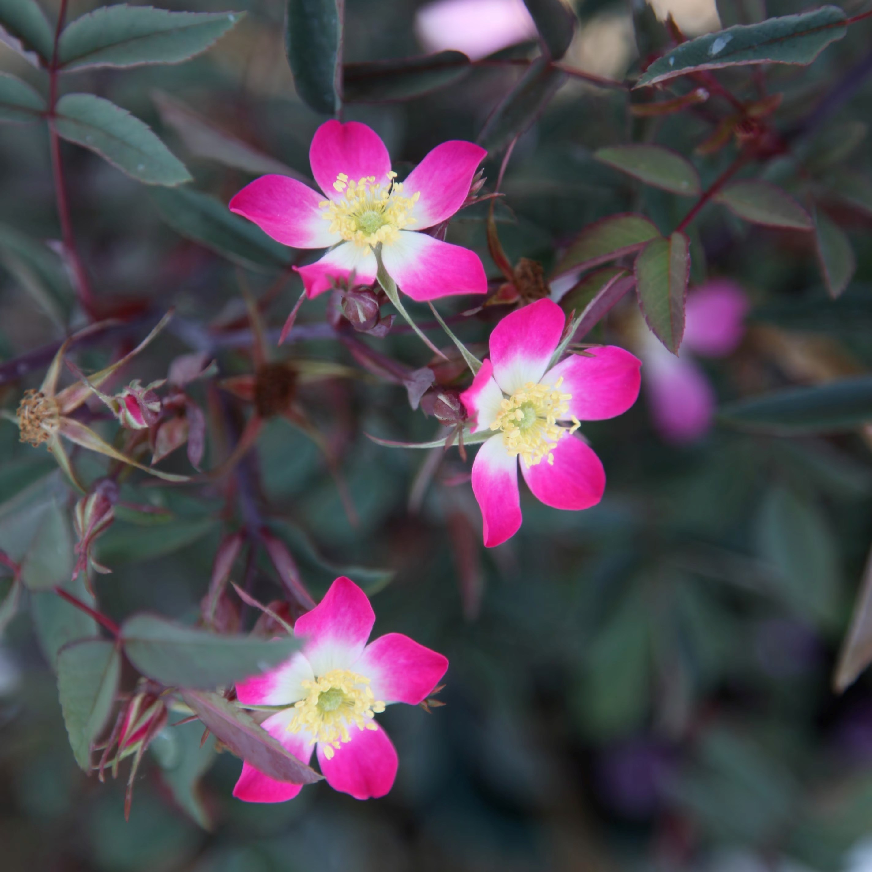 Rosa Glauca | Shrub Rose