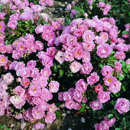Rosa 'Surrey' ('Korlanum') | Ground Cover rose) |