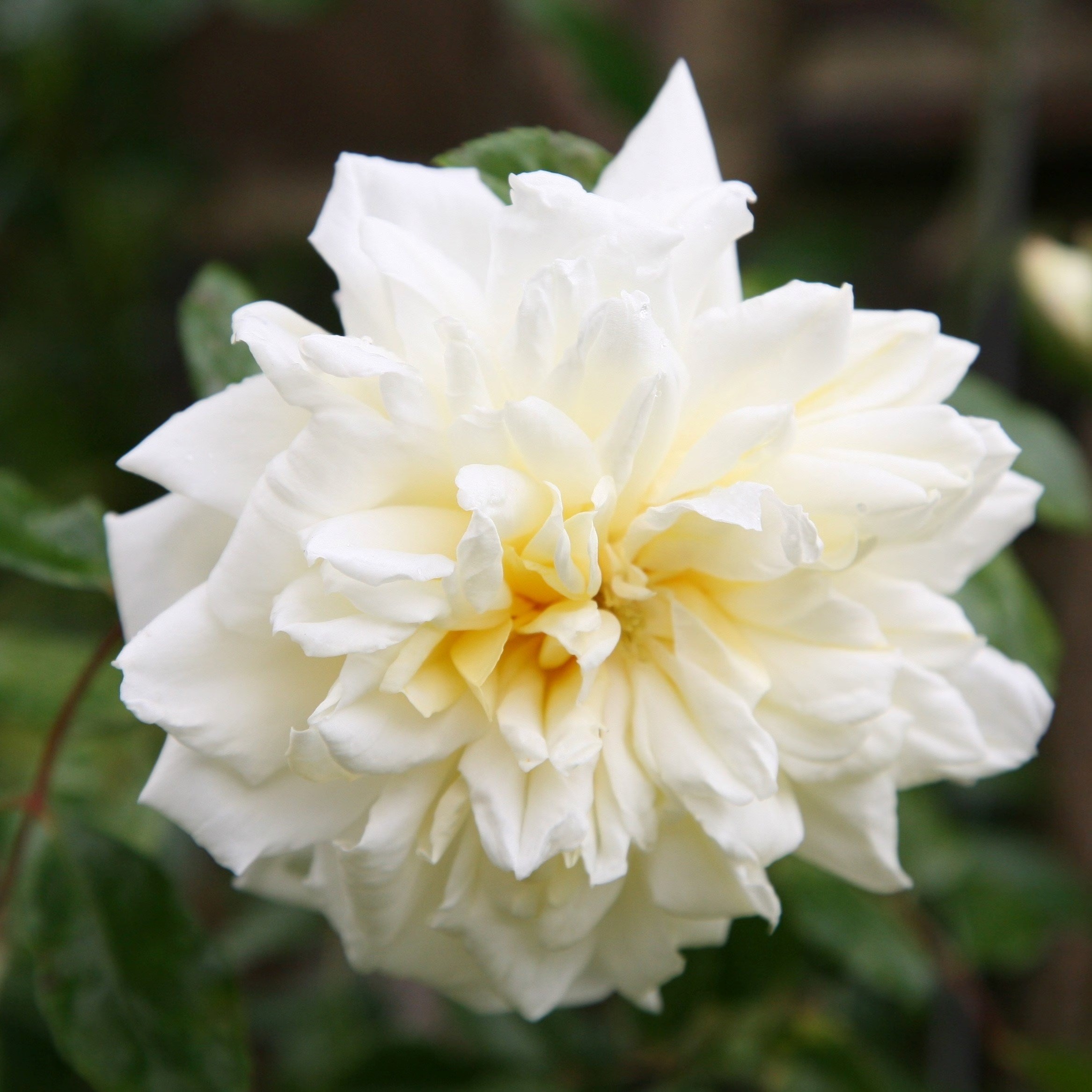 Rosa Alberic Barbier | Rambling Rose