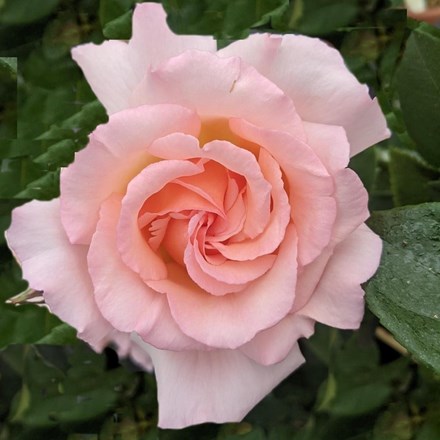 Rosa 'Compassion' | Climbing Hybrid Tea Rose |
