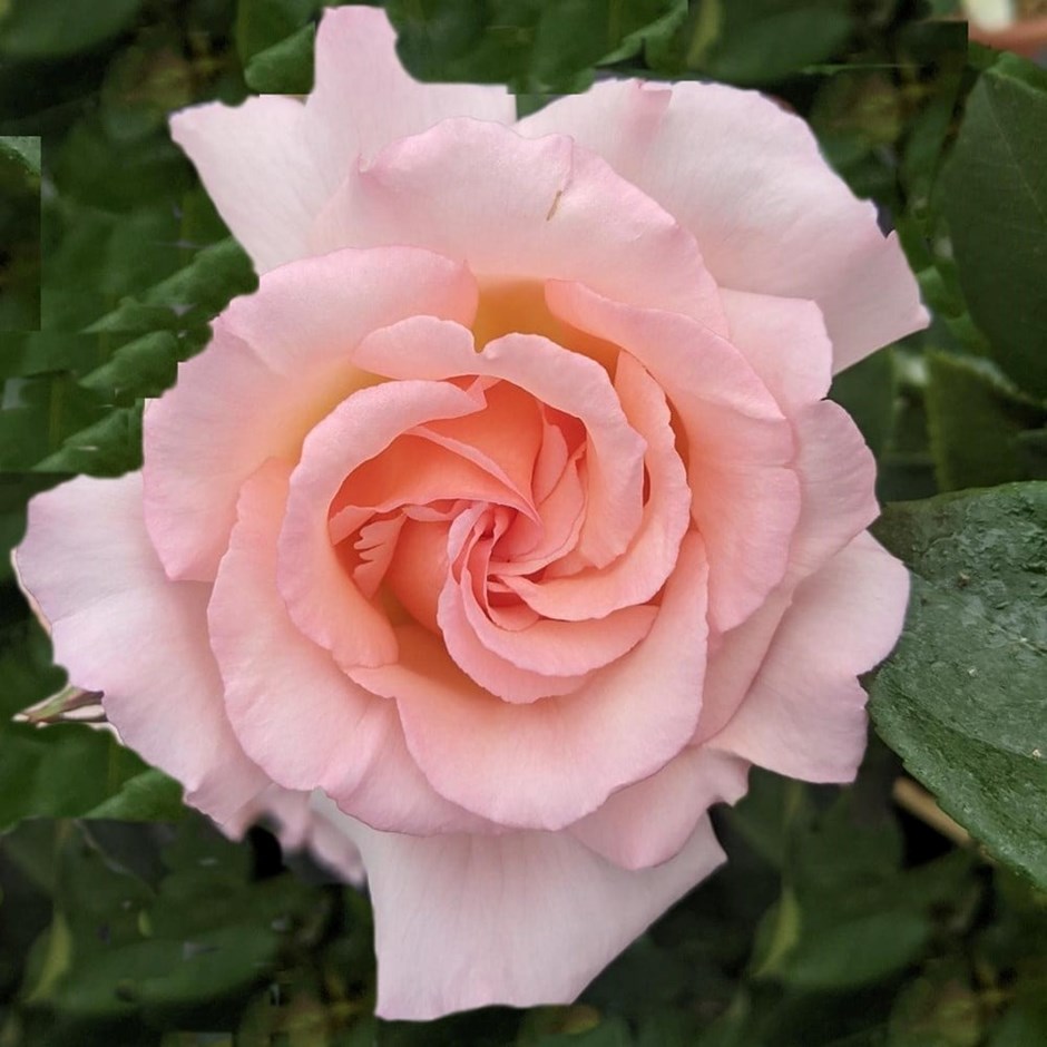 Rosa Compassion | Climbing Hybrid Tea Rose