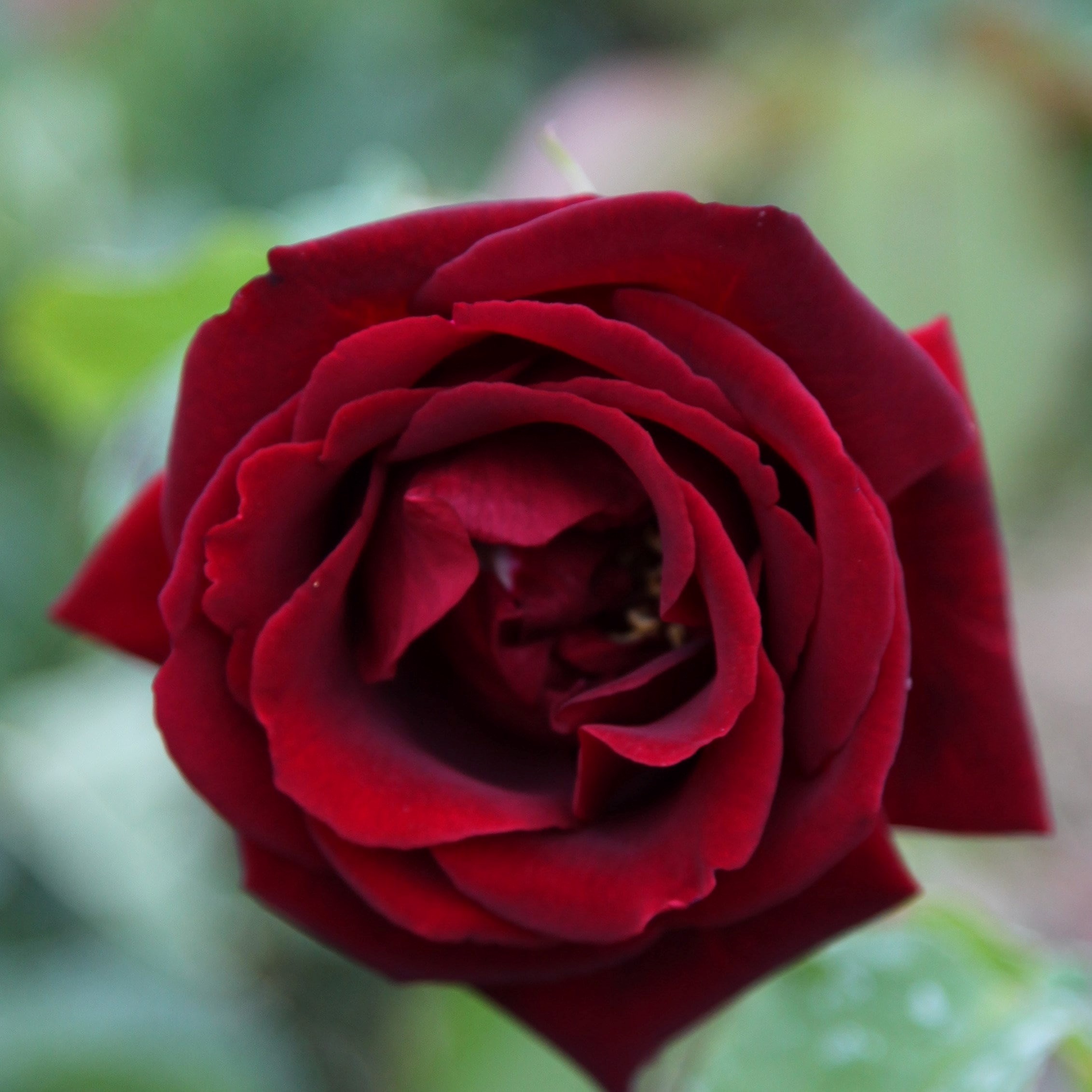 Rosa Climbing Etoile De Hollande | Climbing Hybrid Tea Rose