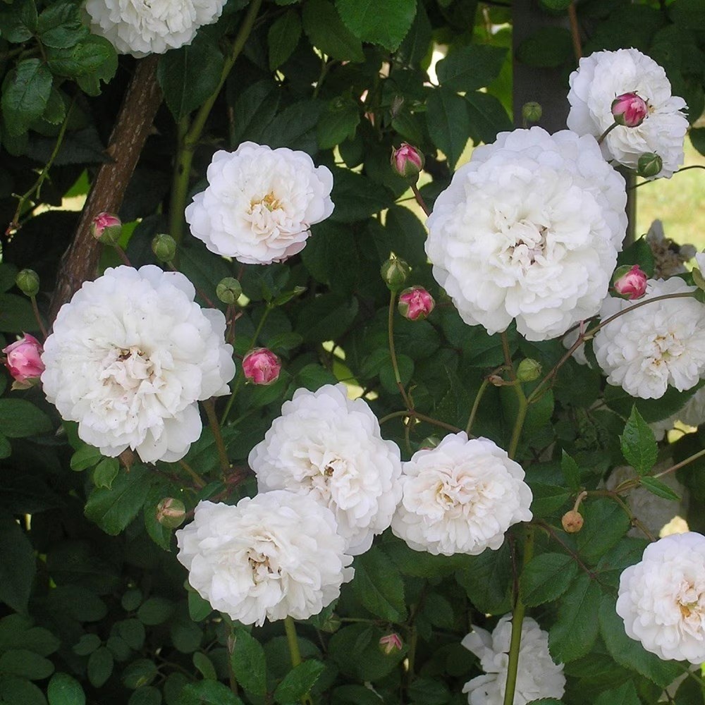 Rosa Félicité et Perpétue | Rambler Rose