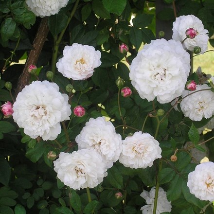 Rosa Félicité et Perpétue | Rambler Rose