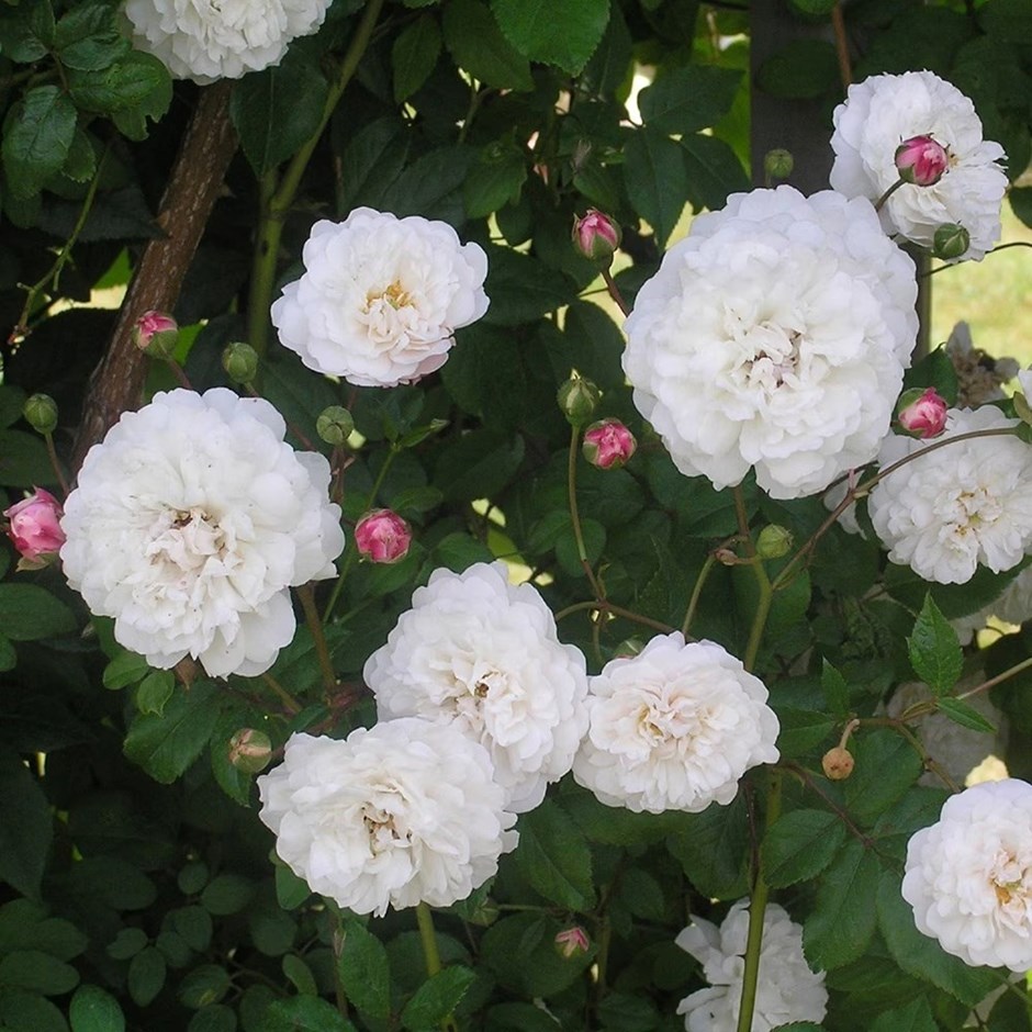 Rosa Félicité et Perpétue | Rambler Rose