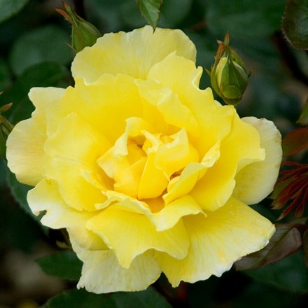 Rosa 'Golden Showers' | Climbing Rose |