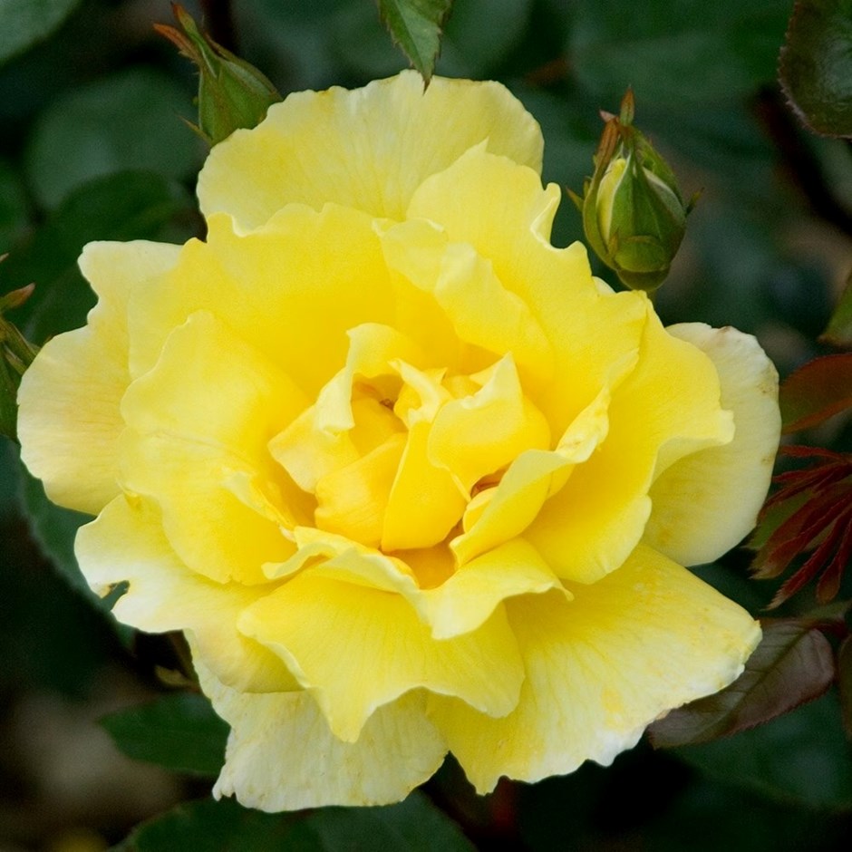 Rosa Golden Showers | Climbing Rose