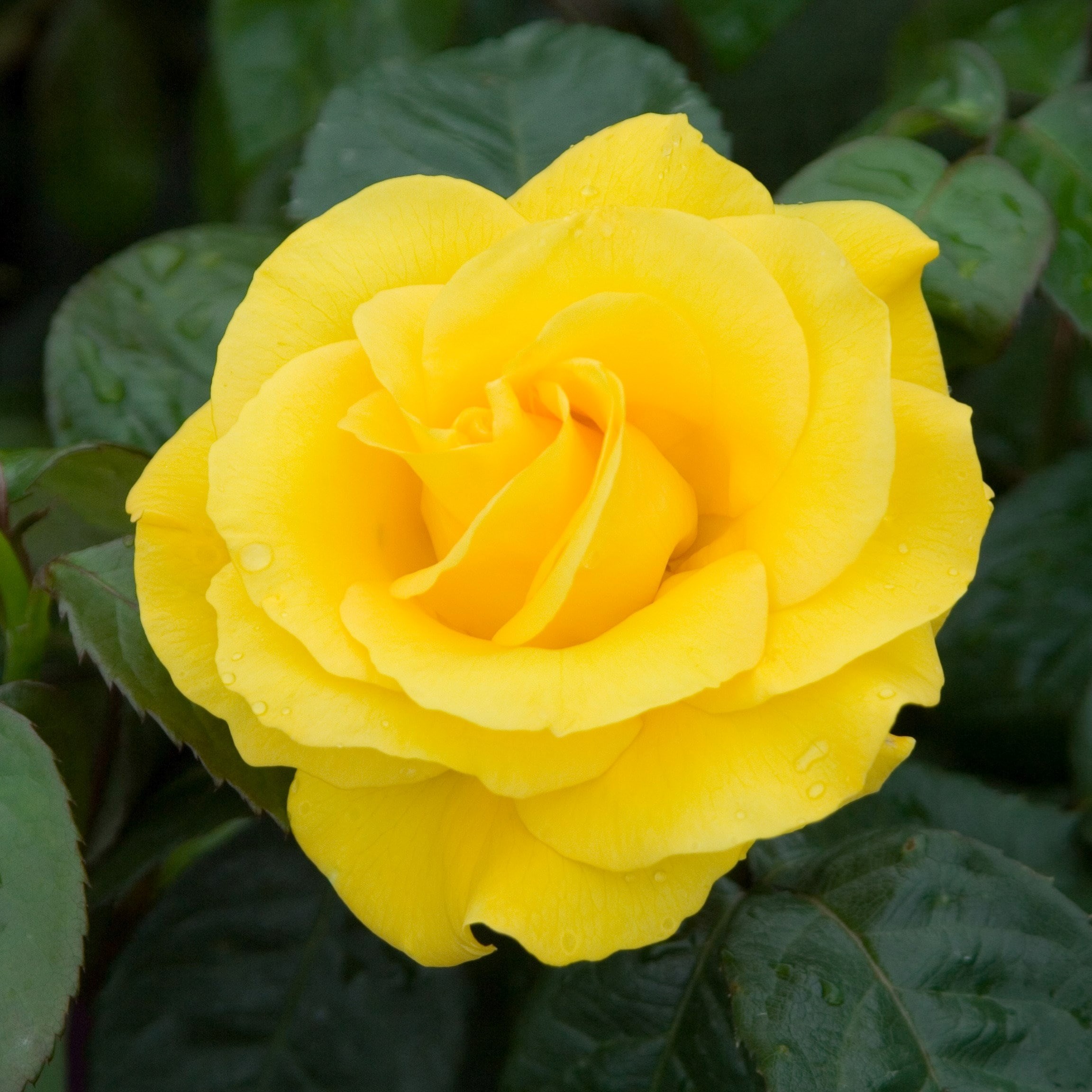 Rosa Golden Wedding | Floribunda Bush Rose