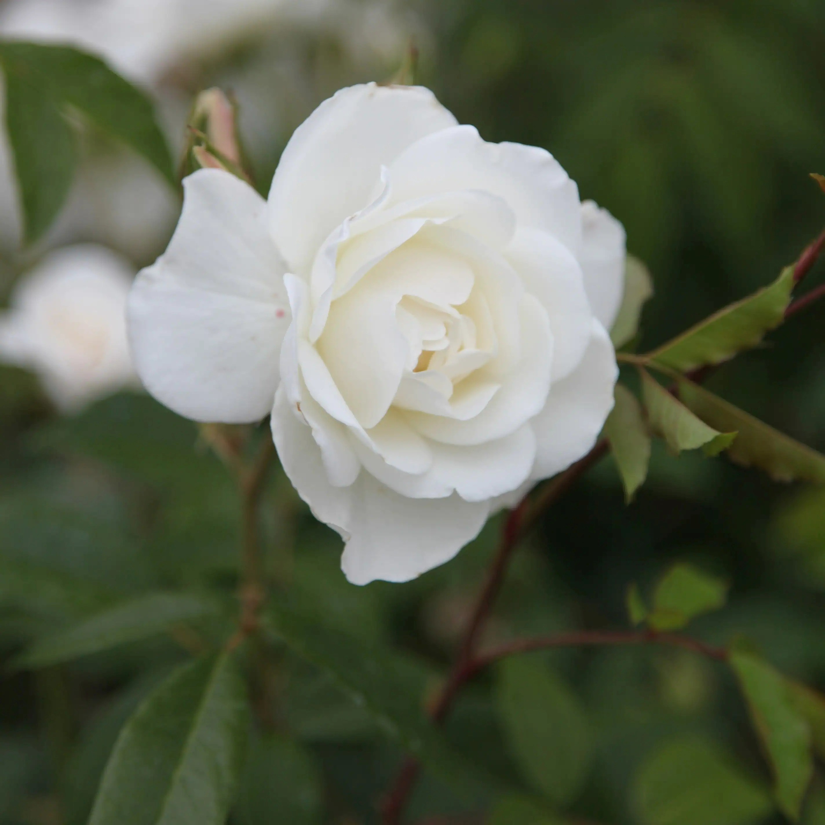 Rosa Climbing Iceberg | Climbing Floribunda Rose