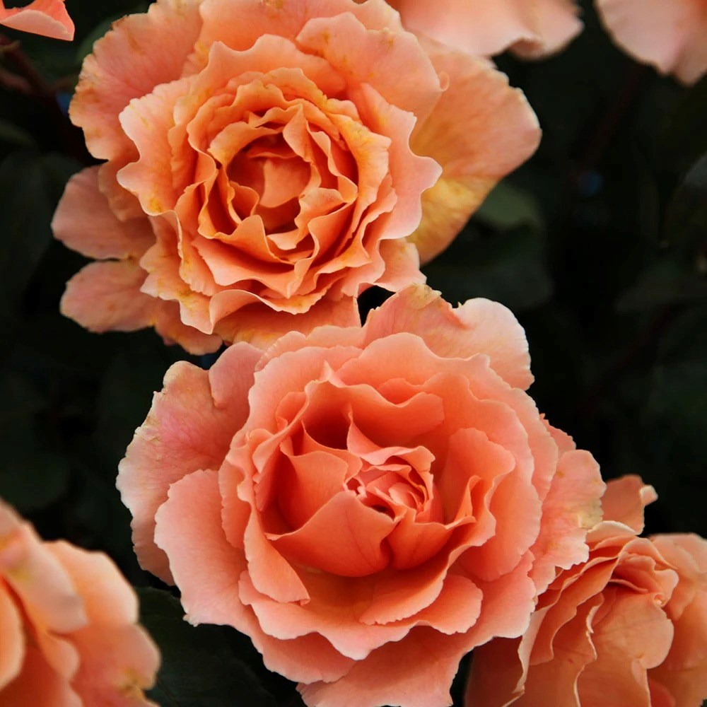 Rosa Just Joey | Hybrid Tea Bush Rose