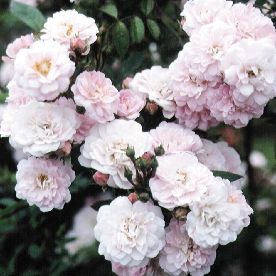 Rosa Little Rambler | Miniature Rambler Rose