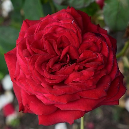Rosa 'Loving Memory' ('Korgund81') | Hybrid Tea Rose |