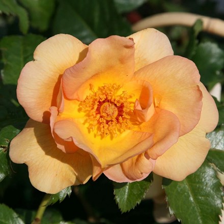 Rosa 'Maigold' | Climbing Rose |