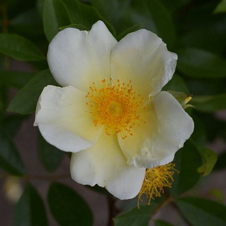 Rosa Mermaid | Climbing Rose