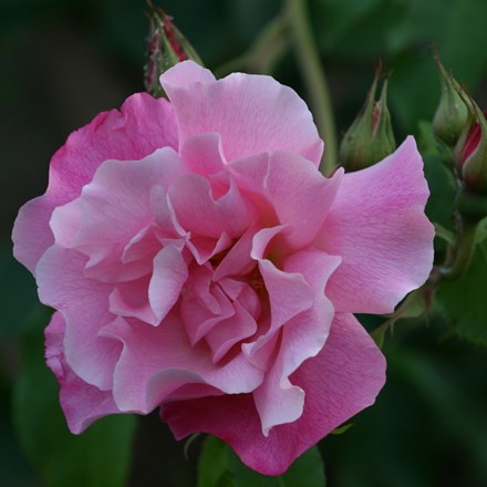 Rosa Madame Grégoire Staechelin | Climbing Hybrid Tea Rose