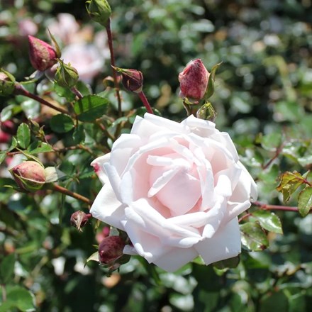 Rosa 'New Dawn' | Climbing Rose |