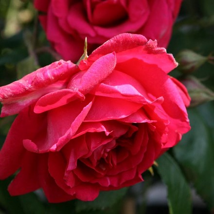 Rosa 'Paul's Scarlet Climber' | Rambler Rose |