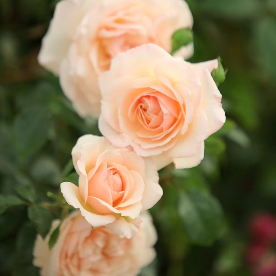 Rosa Penny Lane | Climbing Rose