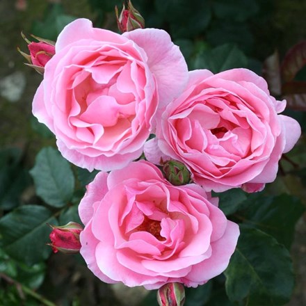 Rosa 'The Queen Elizabeth' | Floribunda Rose |