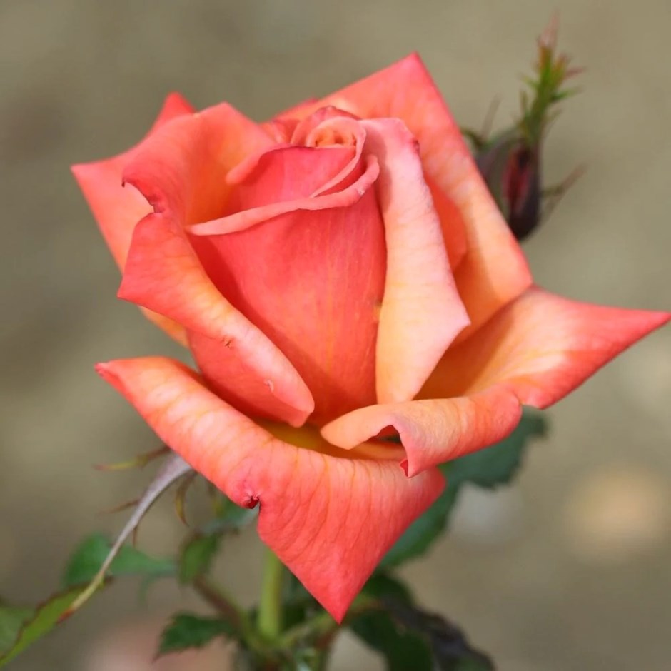 Rosa Remember Me | Hybrid Tea Bush Rose