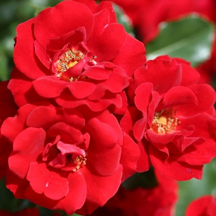 Rosa Ruby Anniversary | Patio Rose